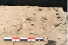 Foto (Detailansicht) von Equisetum haeringianum Ettingshausen (NHMW-GEO-2024-0188-8204)